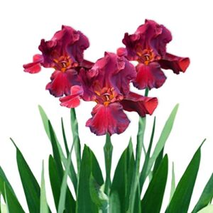 bearded iris califlora 'bernice's legacy' plant bulbs-rhizomes (3 pack) - red flowering blooms in spring & fall gardens, from easy to grow