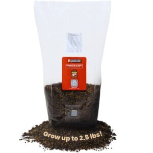 mushroomsupplies.com all in one mushroom grow kit in-a-bag (3 lbs) | mushroom grow bag with sterilized grain and substrate | easy grow your own mushrooms