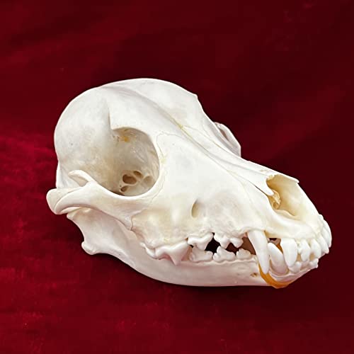 ZCZC 7PCS Combination Real Animal Skull specimens of cat/Muskrat/Nutria/Mink/Fox/Raccoon/Turtle, Taxidermy Skull Decoration for Home, Specimen Collectibles Study, Special Gifts