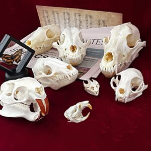 zczc 7pcs combination real animal skull specimens of cat/muskrat/nutria/mink/fox/raccoon/turtle, taxidermy skull decoration for home, specimen collectibles study, special gifts