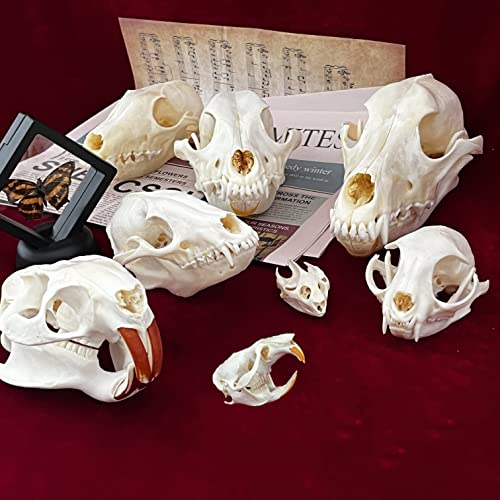 ZCZC 7PCS Combination Real Animal Skull specimens of cat/Muskrat/Nutria/Mink/Fox/Raccoon/Turtle, Taxidermy Skull Decoration for Home, Specimen Collectibles Study, Special Gifts