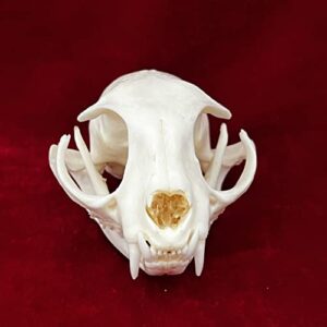 ZCZC 7PCS Combination Real Animal Skull specimens of cat/Muskrat/Nutria/Mink/Fox/Raccoon/Turtle, Taxidermy Skull Decoration for Home, Specimen Collectibles Study, Special Gifts