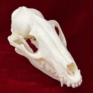 ZCZC 7PCS Combination Real Animal Skull specimens of cat/Muskrat/Nutria/Mink/Fox/Raccoon/Turtle, Taxidermy Skull Decoration for Home, Specimen Collectibles Study, Special Gifts