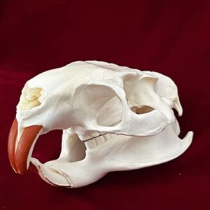 ZCZC 7PCS Combination Real Animal Skull specimens of cat/Muskrat/Nutria/Mink/Fox/Raccoon/Turtle, Taxidermy Skull Decoration for Home, Specimen Collectibles Study, Special Gifts