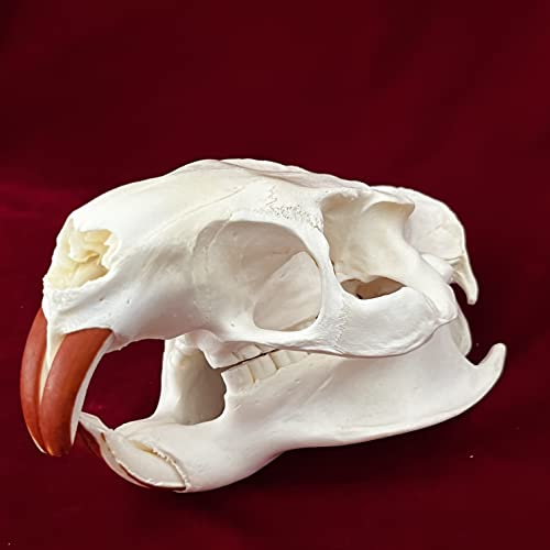 ZCZC 7PCS Combination Real Animal Skull specimens of cat/Muskrat/Nutria/Mink/Fox/Raccoon/Turtle, Taxidermy Skull Decoration for Home, Specimen Collectibles Study, Special Gifts