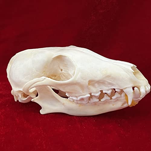 ZCZC 7PCS Combination Real Animal Skull specimens of cat/Muskrat/Nutria/Mink/Fox/Raccoon/Turtle, Taxidermy Skull Decoration for Home, Specimen Collectibles Study, Special Gifts