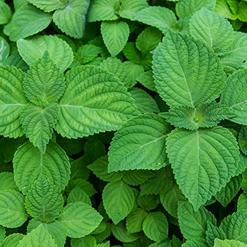 TKE Farms - Shiso Perilla Seeds for Planting, 1 Gram Approximately 200 Seeds, Perilla frutescens VAR. crispa