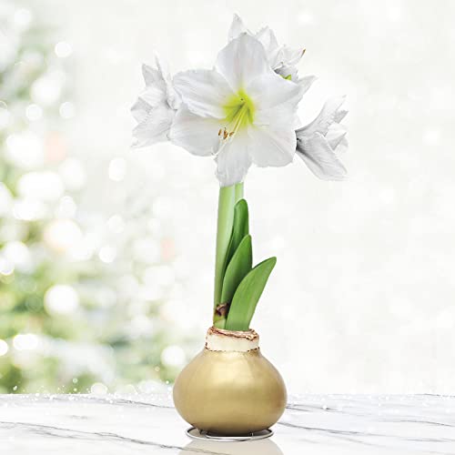 Gold Base Waxed Amaryllis White Intokazi Flower Bulb with Stand, No Water Needed