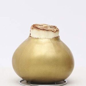 Gold Base Waxed Amaryllis White Intokazi Flower Bulb with Stand, No Water Needed