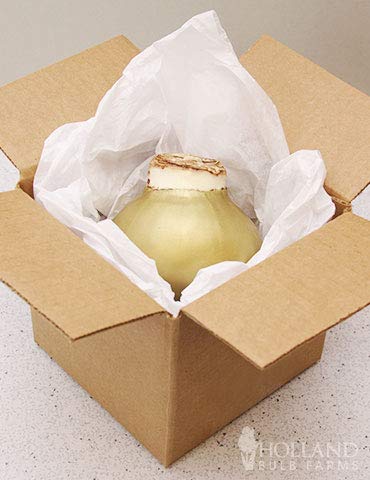 Gold Base Waxed Amaryllis White Intokazi Flower Bulb with Stand, No Water Needed