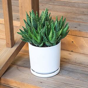 Succulents Plants Live Indoor Plants, Aloe Nobilis Plants Live Houseplants, Live Succulents Live Plants Indoor Succulent Plants, Indoor Plant Real Succulents Plants House Plants by Plants for Pets