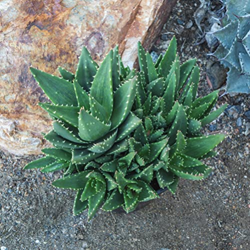 Succulents Plants Live Indoor Plants, Aloe Nobilis Plants Live Houseplants, Live Succulents Live Plants Indoor Succulent Plants, Indoor Plant Real Succulents Plants House Plants by Plants for Pets