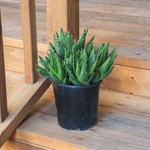 Succulents Plants Live Indoor Plants, Aloe Nobilis Plants Live Houseplants, Live Succulents Live Plants Indoor Succulent Plants, Indoor Plant Real Succulents Plants House Plants by Plants for Pets