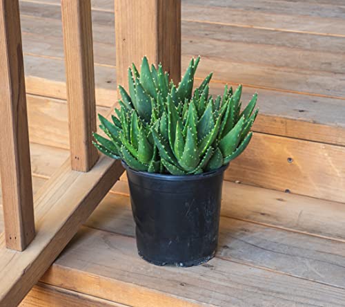 Succulents Plants Live Indoor Plants, Aloe Nobilis Plants Live Houseplants, Live Succulents Live Plants Indoor Succulent Plants, Indoor Plant Real Succulents Plants House Plants by Plants for Pets