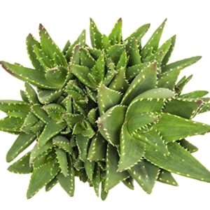 Succulents Plants Live Indoor Plants, Aloe Nobilis Plants Live Houseplants, Live Succulents Live Plants Indoor Succulent Plants, Indoor Plant Real Succulents Plants House Plants by Plants for Pets