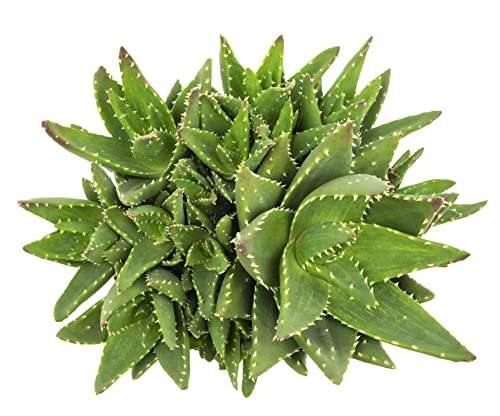 Succulents Plants Live Indoor Plants, Aloe Nobilis Plants Live Houseplants, Live Succulents Live Plants Indoor Succulent Plants, Indoor Plant Real Succulents Plants House Plants by Plants for Pets