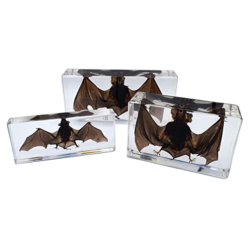 Large Taxidermy Real Bat Specimens Animal Specimen in Resin for Science Classroom Science Education Large (5.5x2.5x0.7 Inch)