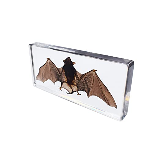 Large Taxidermy Real Bat Specimens Animal Specimen in Resin for Science Classroom Science Education Large (5.5x2.5x0.7 Inch)