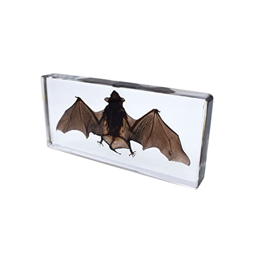 Large Taxidermy Real Bat Specimens Animal Specimen in Resin for Science Classroom Science Education Large (5.5x2.5x0.7 Inch)