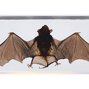 Large Taxidermy Real Bat Specimens Animal Specimen in Resin for Science Classroom Science Education Large (5.5x2.5x0.7 Inch)