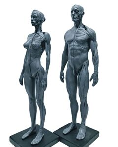 12 inch resin human anatomical anatomy skull head body model muscle bone model male and female (grey)