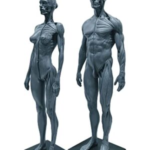 12 inch Resin Human Anatomical Anatomy Skull Head Body Model Muscle Bone Model Male and Female (Grey)