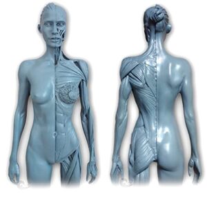 12 inch Resin Human Anatomical Anatomy Skull Head Body Model Muscle Bone Model Male and Female (Grey)