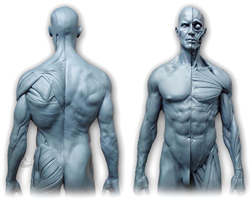 12 inch Resin Human Anatomical Anatomy Skull Head Body Model Muscle Bone Model Male and Female (Grey)