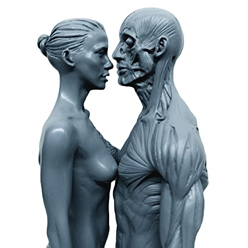 12 inch Resin Human Anatomical Anatomy Skull Head Body Model Muscle Bone Model Male and Female (Grey)