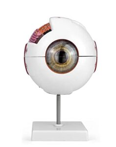 qwork 6x enlarged human eye anatomy model, magnified eyeball model with detachable bracket, anatomically accurate science education display medical teaching education human eye anatomical model