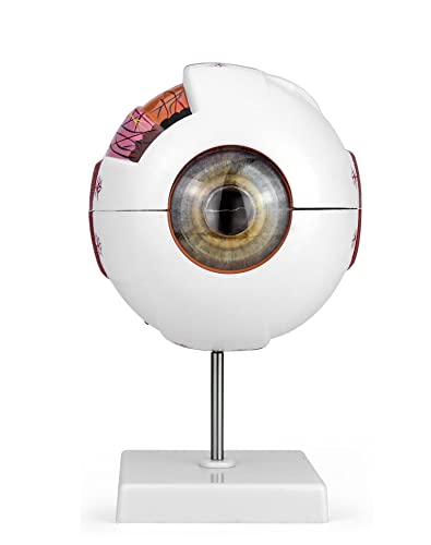 QWORK 6X Enlarged Human Eye Anatomy Model, Magnified Eyeball Model with Detachable Bracket, Anatomically Accurate Science Education Display Medical Teaching Education Human Eye Anatomical Model