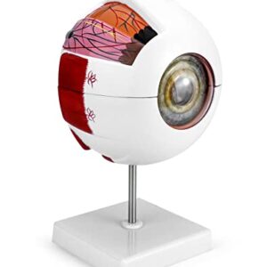 QWORK 6X Enlarged Human Eye Anatomy Model, Magnified Eyeball Model with Detachable Bracket, Anatomically Accurate Science Education Display Medical Teaching Education Human Eye Anatomical Model