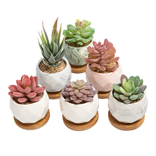 ilohaus Succulent Pots Set of 6, Plant Pots Indoor, Succulent Planters, Small Plant Pots, Cactus Pot, Cute Plant Pots, Small Flower Pots, Small Succulent Pot, Small Planter Set