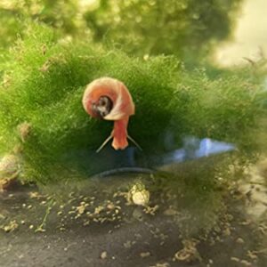 All RED/Pink Ramshorn Snails - 10+ Extras for Ponds and Freshwater Aquariums - Baby/Juvenile Size - Bred by Bubbles Up Aquatics (Order from Bubbles Up Aquatics or DOA Warranty Void)