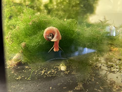 All RED/Pink Ramshorn Snails - 10+ Extras for Ponds and Freshwater Aquariums - Baby/Juvenile Size - Bred by Bubbles Up Aquatics (Order from Bubbles Up Aquatics or DOA Warranty Void)