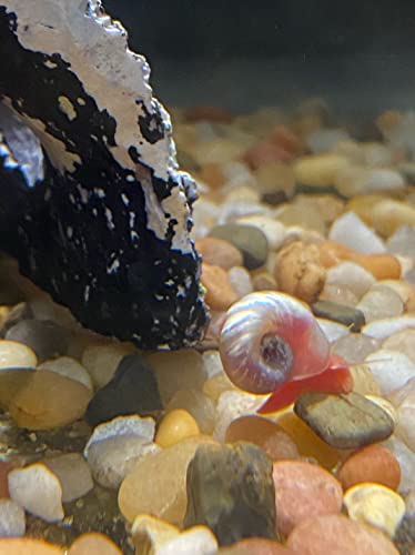 All RED/Pink Ramshorn Snails - 10+ Extras for Ponds and Freshwater Aquariums - Baby/Juvenile Size - Bred by Bubbles Up Aquatics (Order from Bubbles Up Aquatics or DOA Warranty Void)