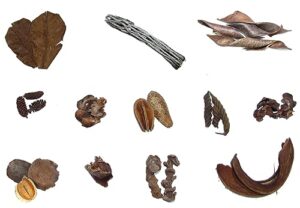 box lot of 30 botanicals for aquariums: indian almond leaves, cholla wood, birch cones, lotus lafi twistie curve pods, pear halves pods, coco curls, banana sticks for freshwater blackwater tannins