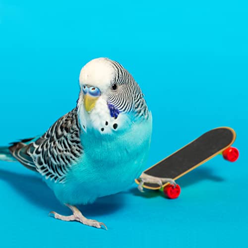 BWOGUE 12PCS Bird Training Toys Parrot Intelligence Toy Mini Sneaker Skateboard Parrot Wooden Block Puzzles Toy Bird Basketball Toy Stacking Rings for Budgie Parakeet Cockatiel Conure Lovebird