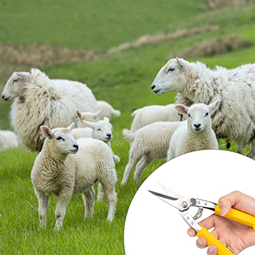 Goat Hoof Trimming Shears - 2 Pack Foot Rot Nail Clippers for Sheep Alpaca Lamb Pig Hooves Multiuse Carbon Steel Shrub Trimmer with Stronger 2 Pcs Spring Load