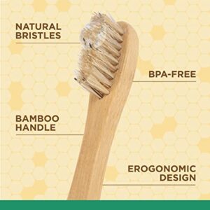 Burt's Bees for Pets Natural Oral Care Kit | Dog Dental Kit with Toothpaste & Bamboo Toothbrush | Dog Toothbrush and Toothpaste with Honeysuckle & Peppermint Oil, Fresh Mint Flavor (2.5 oz)