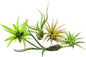 it blooms rainforest grown 5 pack assorted air plants - live tillandsia - easy care house plants - 30 day guarantee