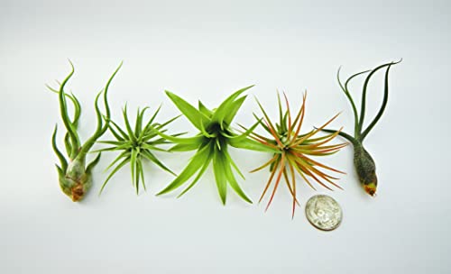 It Blooms Rainforest Grown 5 Pack Assorted Air Plants - Live Tillandsia - Easy Care House Plants - 30 Day Guarantee