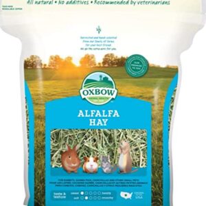 Oxbow Animal Health Alfalfa Hay Small Animal Food 15 Oz, Plus Simple Rewards Baked Treats with Apple & Banana and Carrot & Dill - 3 Oz Each, Plus My Buddy Notepad (4 Items Total)