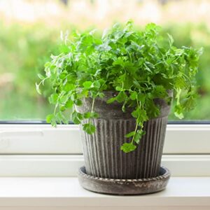 The Old Farmer's Almanac Heirloom Organic Cilantro Seeds (Slow Bolt) - Approx 180 Seeds - Certified Organic, Non-GMO, Open Pollinated, Heirloom, USA Origin