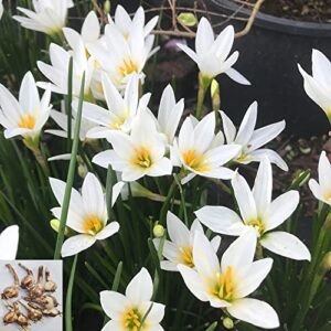 10pcs snowdrops bulbs for planting now spring flowering bulbs double single spring flowering bulb collection pack wild daffodil snowdrops bulbs in the green .diameter: 0.8 in.