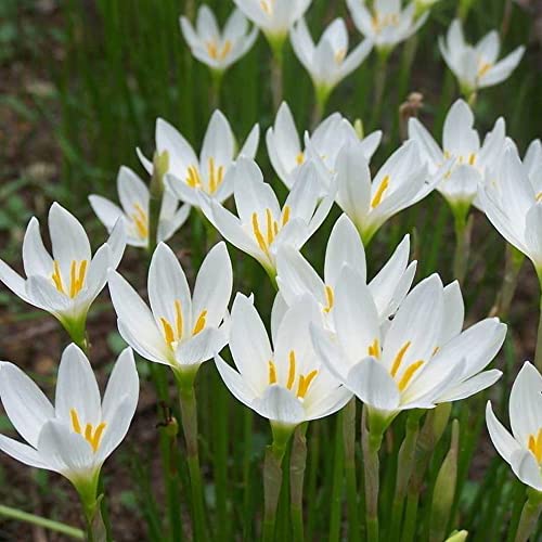 10pcs snowdrops Bulbs for Planting Now Spring Flowering Bulbs Double Single Spring Flowering Bulb Collection Pack Wild Daffodil snowdrops Bulbs in The Green .Diameter: 0.8 in.