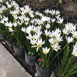 10pcs snowdrops Bulbs for Planting Now Spring Flowering Bulbs Double Single Spring Flowering Bulb Collection Pack Wild Daffodil snowdrops Bulbs in The Green .Diameter: 0.8 in.