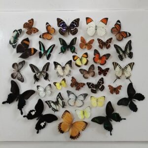bigbigme 10pcs natural unmounted rhopalocera/le papillon/butterfly specimen artwork material decor, taxidermy animals gifts for kids family