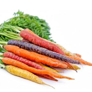 rainbow carrot seeds for planting | non-gmo & heirloom vegetable seeds | 750 carrot seeds to plant outdoor home garden | buy planting packets in bulk (1 pack)