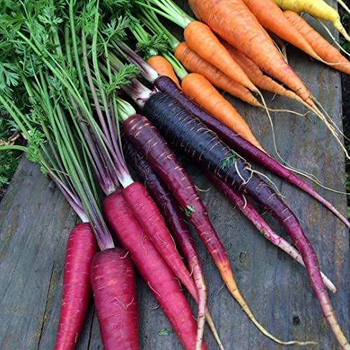 Rainbow Carrot Seeds for Planting | Non-GMO & Heirloom Vegetable Seeds | 750 Carrot Seeds to Plant Outdoor Home Garden | Buy Planting Packets in Bulk (1 Pack)